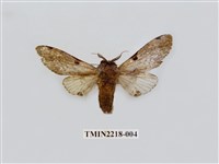 藏品(小點枝背舟蛾)的圖片